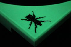 1929886_524730287711851_6050924384187396320_n